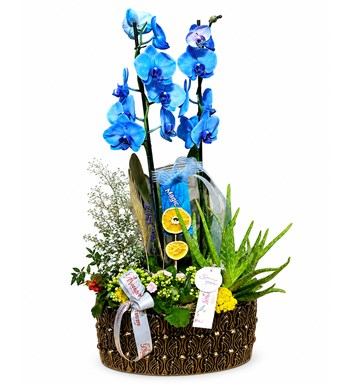 Deluxe Magic Blue Orkide