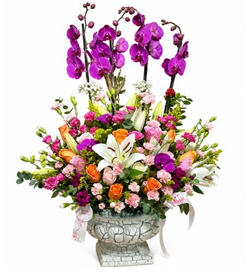 Deluxe Magic Purple Orkide