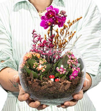 Doğasında Mini Orkide ve Kalanchoe Tasarım görsel 2