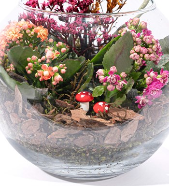 Doğasında Mini Orkide ve Kalanchoe Tasarım görsel 3