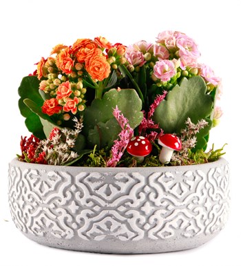 Etnik Serisi Mix Kalanchoe Tasarım görsel 2