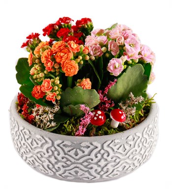 Etnik Serisi Mix Kalanchoe Tasarım görsel 3