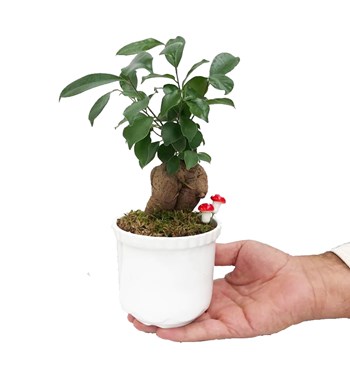 Ficus Ginseng Bonsai - Beyaz Lily görsel 2