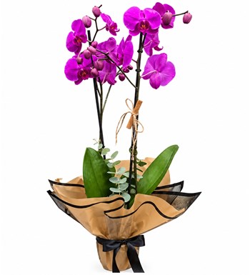 Fuşya Orkide - Naturel
