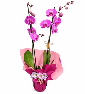 Fuşya Orkide - Pembe Rüya