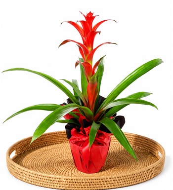 Guzmanya - Guzmania Cherry