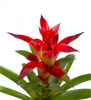 Guzmanya - Kırmızı Guzmania Kırmızı Maya görsel 2