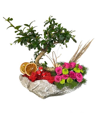 Kayık Saksıda Bonsai Ve Renkli Çardak Güller