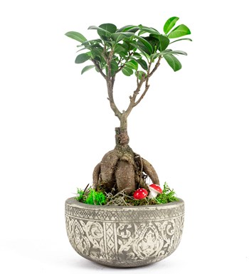 Kayıp Hazineler Serisi - Ficus Ginseng Bonsai Tasarım
