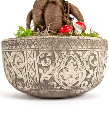 Kayıp Hazineler Serisi - Ficus Ginseng Bonsai Tasarım görsel 2