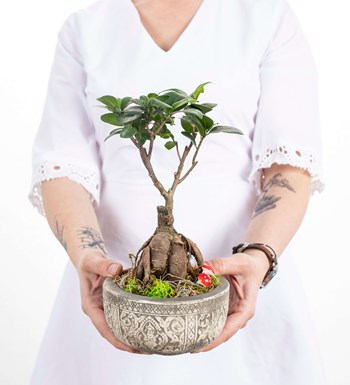 Kayıp Hazineler Serisi - Ficus Ginseng Bonsai Tasarım görsel 3