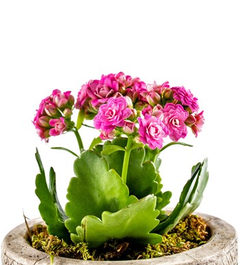 Kayıp Hazineler Serisi Kalanchoe Tasarım - Pembe görsel 2