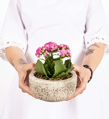 Kayıp Hazineler Serisi Kalanchoe Tasarım - Pembe görsel 3
