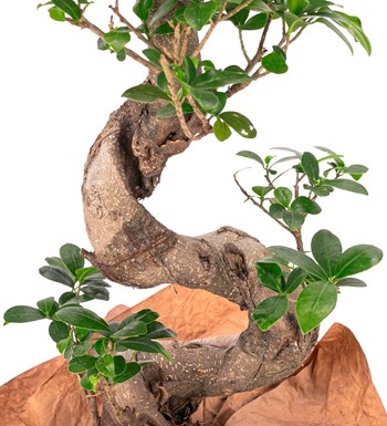 Kraft Serisi - S Gövde Giant Bonsai Tasarım görsel 2