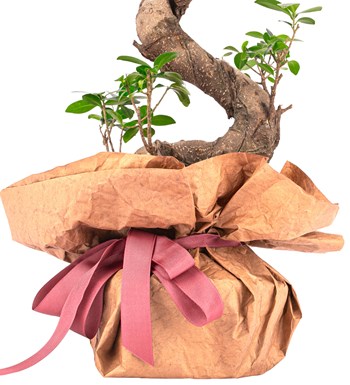 Kraft Serisi - S Gövde Giant Bonsai Tasarım görsel 3