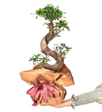 Kraft Serisi - S Gövde Giant Bonsai Tasarım görsel 4