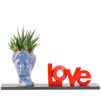 Love Serisi Mini Helen Haworthia Tasarım görsel 2