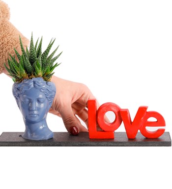 Love Serisi Mini Helen Haworthia Tasarım görsel 3