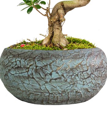 Magnificent Saksıda S Gövde Ficus Ginseng Bonsai Tasarım görsel 2