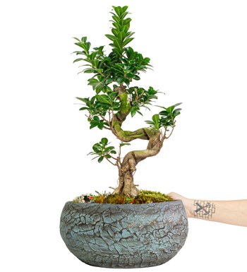 Magnificent Saksıda S Gövde Ficus Ginseng Bonsai Tasarım görsel 3