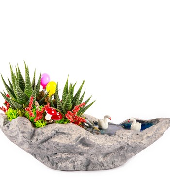 Marineris Serisi Balonlu Haworthia Teraryum görsel 2