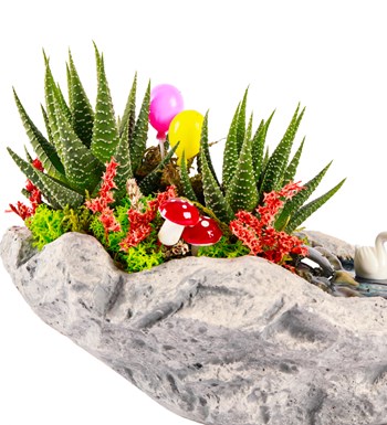 Marineris Serisi Balonlu Haworthia Teraryum görsel 3