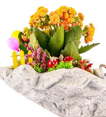 Marineris Serisi Balonlu Kalanchoe Teraryum görsel 3