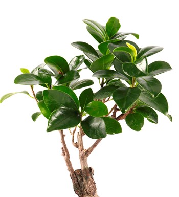 Marineris Serisi Bonsai Teraryum görsel 4