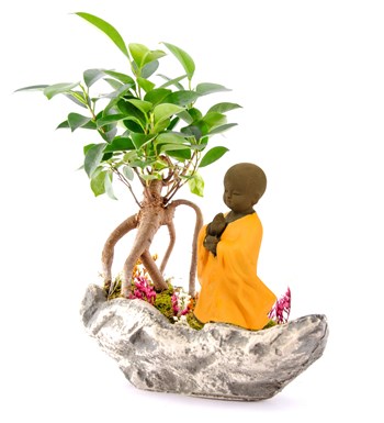 Marineris Serisi Buda Bonsai Bahçesi görsel 3