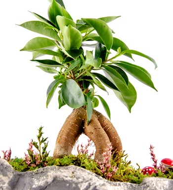 Marineris Serisi Ficus Bonsai görsel 2