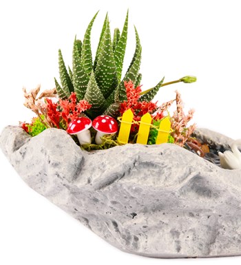 Marineris Serisi Haworthia Teraryum görsel 2