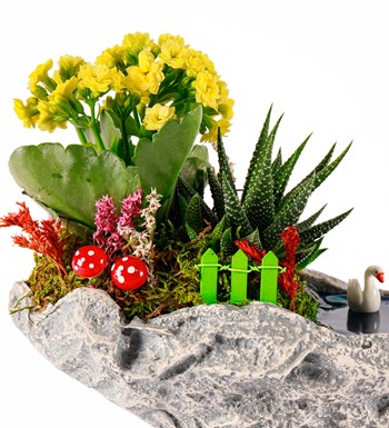 Marineris Serisi Haworthia ve Kalanchoe Teraryum görsel 3