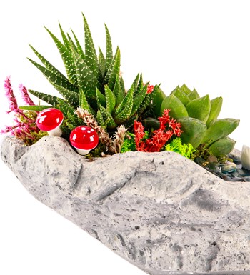 Marineris Serisi Haworthia ve Sukulent Teraryum görsel 3