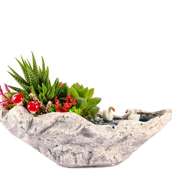 Marineris Serisi Haworthia ve Sukulent Teraryum görsel 2