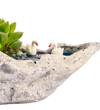 Marineris Serisi Haworthia ve Sukulent Teraryum görsel 4