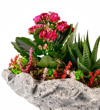 Marineris Serisi Kalanchoe ve Haworthia Tasarım görsel 2
