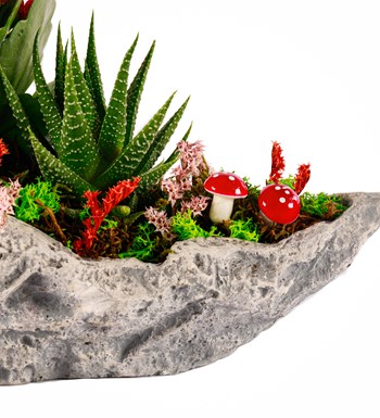 Marineris Serisi Kalanchoe ve Haworthia Tasarım görsel 3