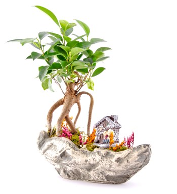 Marineris Serisi Taş Evim Bonsai Bahçesi görsel 2
