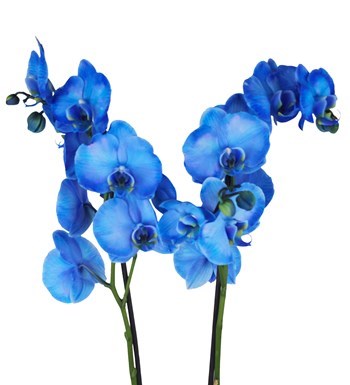 Mavi Orkide - Luna Blue görsel 2