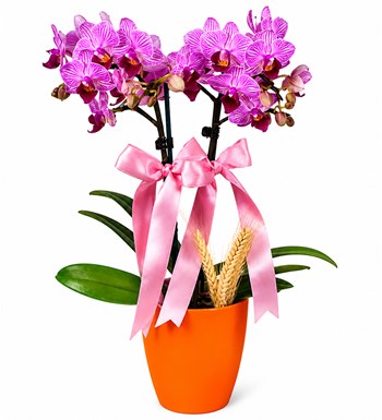 Midi Orkide - Turuncu Lily Pembe Orkide