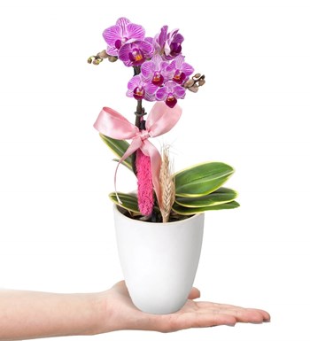 Mini Orkide - Beyaz Lily Tek Dal Pembe görsel 2