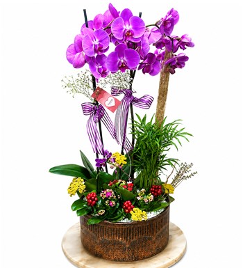 New Orchid of The New Year