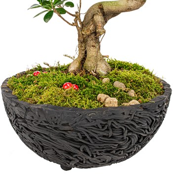Noodle Serisi S Gövde Ficus Ginseng Bonsai Tasarım görsel 2