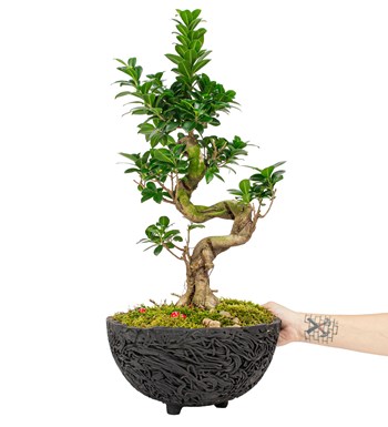 Noodle Serisi S Gövde Ficus Ginseng Bonsai Tasarım görsel 4