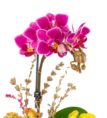 Ring Serisi Mini Mor Orkide ve Kalanchoe Tasarım görsel 4