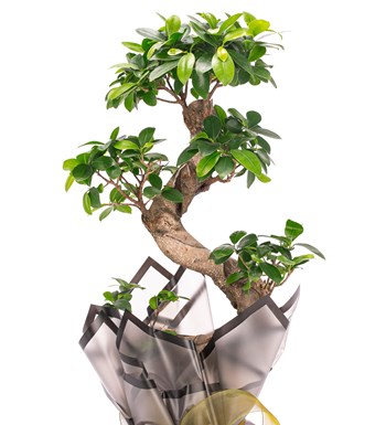 S Gövde Giant Bonsai Tasarım görsel 2