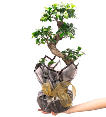 S Gövde Giant Bonsai Tasarım görsel 3