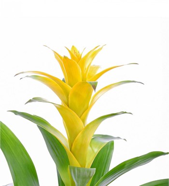 Sarı Guzmania Sarı Nora görsel 2