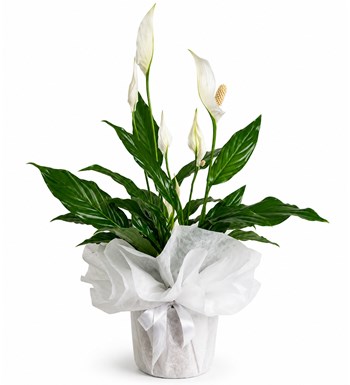 Spathiphyllum - Barış Çiçeği