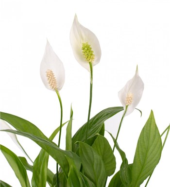 Spathiphyllum - Barış Çiçeği görsel 2
